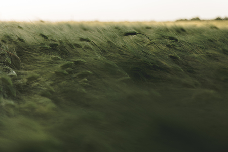 Beautiful green field of wheatの写真素材