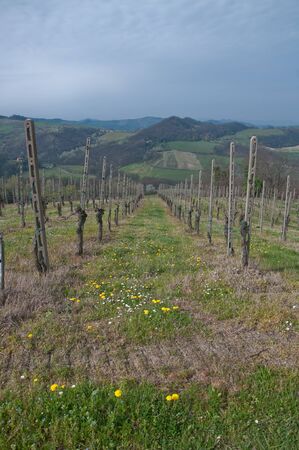 pinot noir vineyard located Oltrepo Pavese,italyのeditorial素材