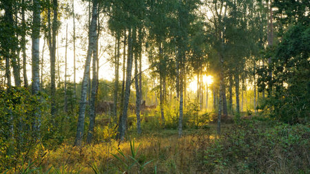 Sunrise in the boreal forest, Halmstad, Sweden. Sunset over the boreal forest