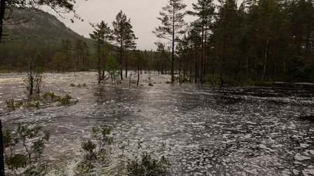 The river flows through the forest