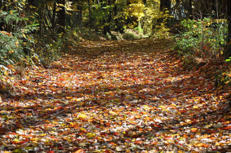 Road covered with leavesの写真素材