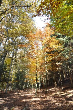 Autumn colors - trees in forestの写真素材