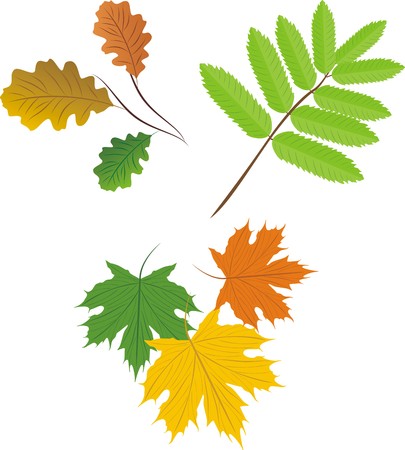Set of leaves. Vectorのイラスト素材