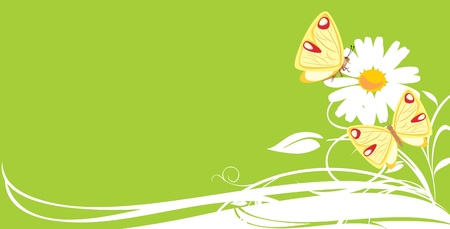 Chamomile and butterflies. Decorative bannerのイラスト素材