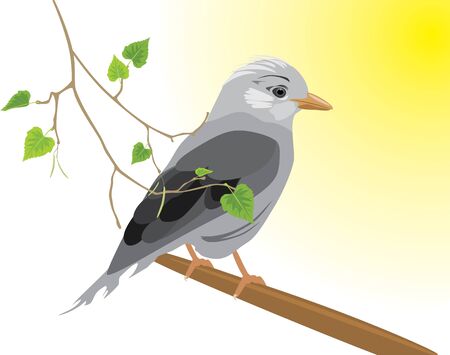 Jay and birch sprigのイラスト素材