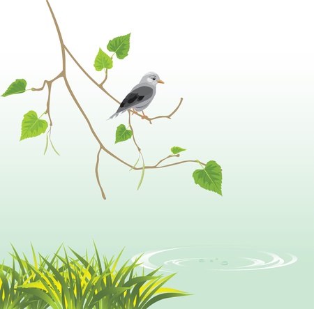 Jay on the riversideのイラスト素材