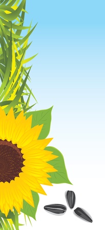 Sunflower with grass and pips. Bannerのイラスト素材