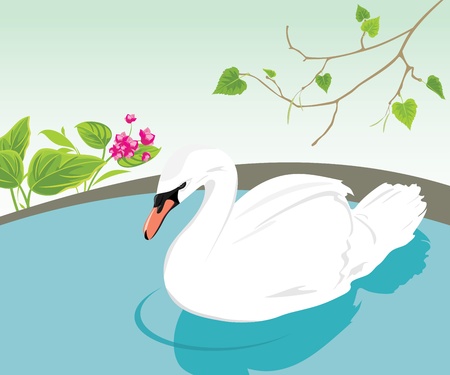 White swan swimming in a pondのイラスト素材