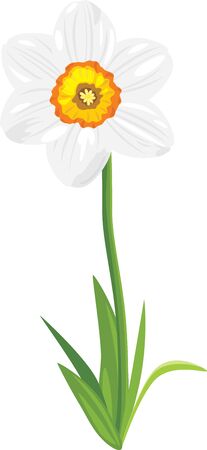 Narcissus isolated on the whiteのイラスト素材