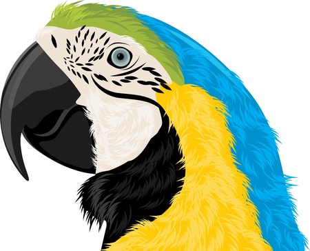 Parrot headのイラスト素材