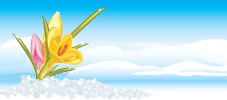 Crocuses on the background of cloudscapeのイラスト素材
