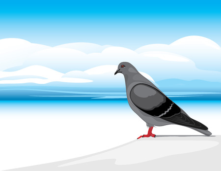 Gray dove on a skyscape backgroundのイラスト素材