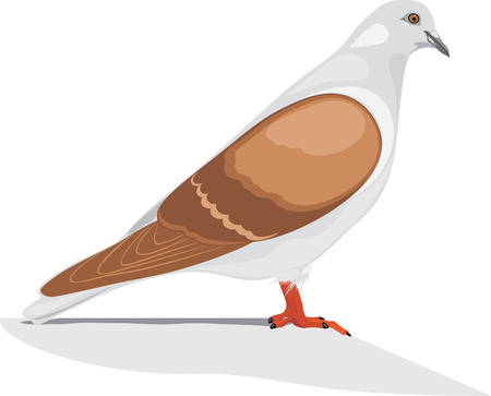 Dove isolated on the whiteのイラスト素材