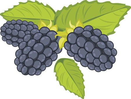 Blackberry isolated on the whiteのイラスト素材