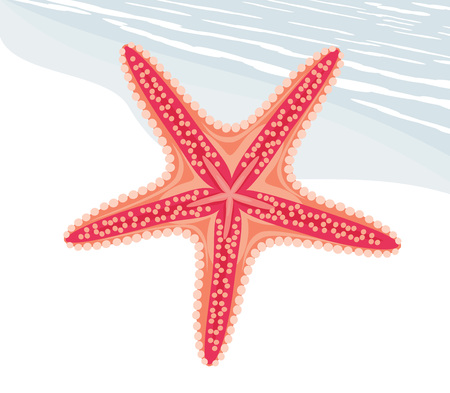 Starfishのイラスト素材