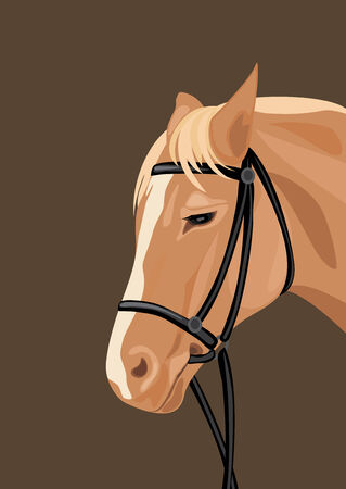 Horse head on the dark backgroundのイラスト素材