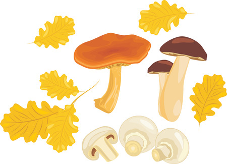 Mushrooms with oak leavesのイラスト素材