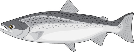 Salmon isolated on the whiteのイラスト素材
