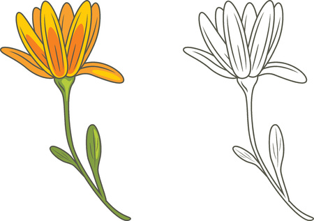 Outlined and yellow flower isolated on whiteのイラスト素材