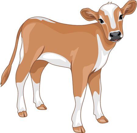 Cute calf isolated on whiteのイラスト素材