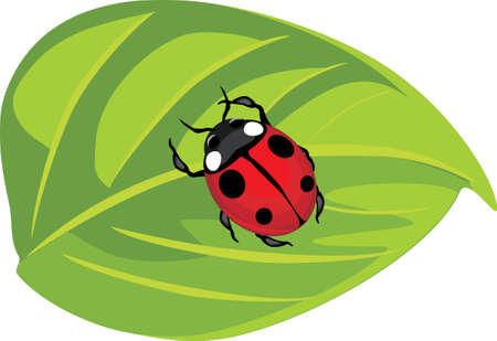 Ladybug on a green leafのイラスト素材