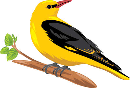 Oriole sits on a branchのイラスト素材