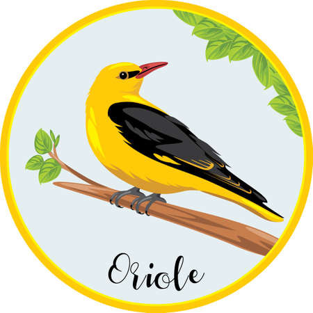 Oriole sits on a branch. Sticker for designのイラスト素材