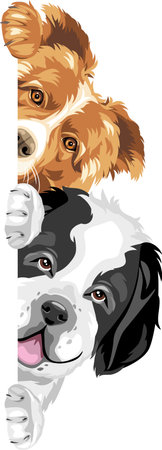 Cute peeking Border Collie and Saint Bernard dog isolated on whiteのイラスト素材