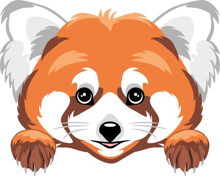 Peeking cute red panda isolated on whiteのイラスト素材
