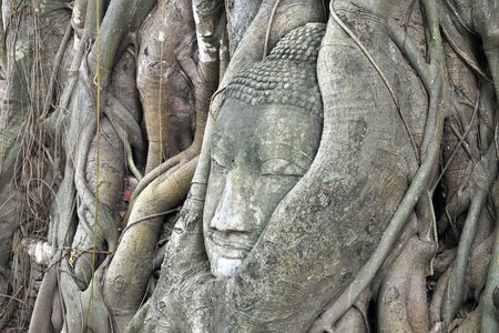 head of buddha statue in tree at Ayutthaya, Thailand.の写真素材