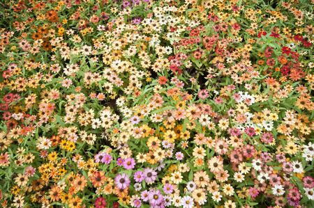 Background from garden flowers