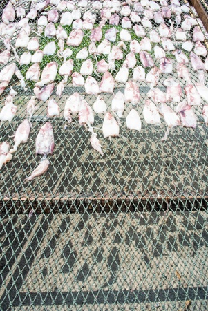 Dried Squid on net with sunlight, seafood product at market from Thailand, Asia.の写真素材