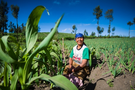 EAST JAVA,INDONESIA-MAY 05 : Native Indonesian Planter in village near Mount Bromo in Bromo Tengger...
