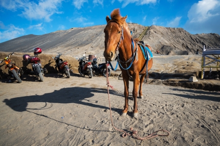 EAST JAVA,INDONESIA-MAY 05  Horse for tourist rent at Mount Bromo volcanoes in Bromo Tengger Semeru National Park on May 05,2013 in East Java, Indonesia のeditorial素材