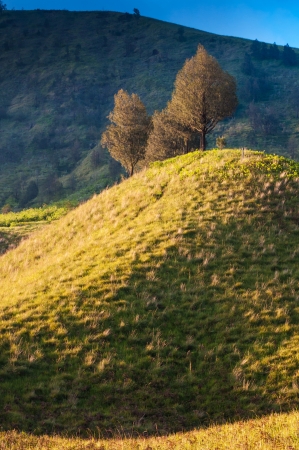 Savanna at Mount Bromo volcanoes in Bromo Tengger Semeru National Park, East Java, Indonesia.

の写真素材