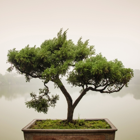 Chinese green bonsai treeの写真素材