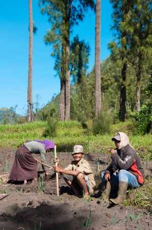 EAST JAVA,INDONESIA-MAY 05   Native Indonesian Planter in village near Mount Bromo in Bromo Tengger Semeru National Park on May 05,2013 in East Java , Indonesia のeditorial素材
