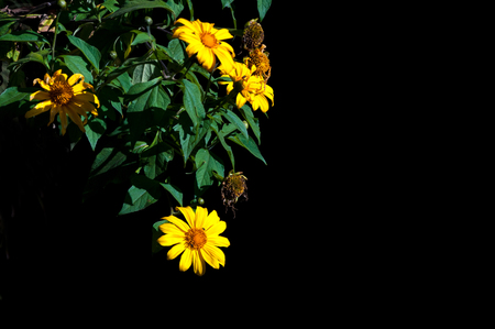 Mexican Sunflower Weed isolated on black の写真素材