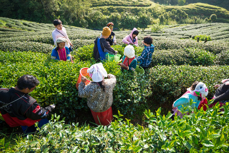 Tea plantation in the Doi Ang Khang, Chiang Mai, Thailandのeditorial素材
