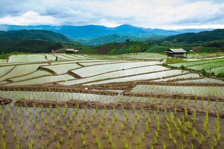 Terraced Rice Field in Chiangmai north of Thailandの写真素材