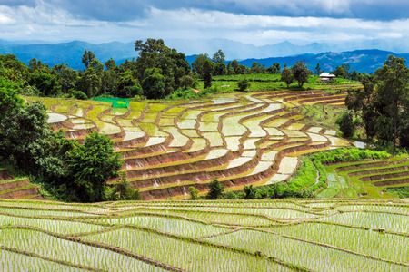Terraced Rice Field in Chiangmai north of Thailandのeditorial素材
