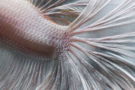 Closeup skin of Betta fish,Siamese fighting fish in movement isolated on black backgroundの写真素材