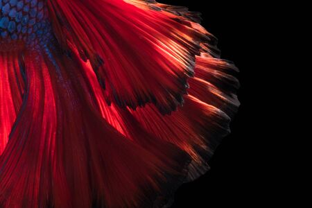 Abstract fine art of moving fish tail of Betta fish or Siamese fighting fish isolated on black background.の写真素材