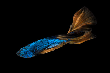 Colourful Betta fish,Siamese fighting fish in movement isolated on black background.の写真素材