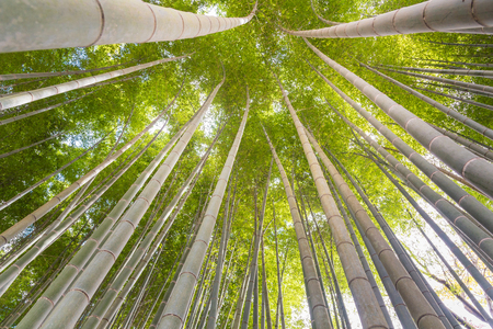 The uprisen angle of bamboo forest with glorious morning sunshine in Kyoto,Japanの写真素材