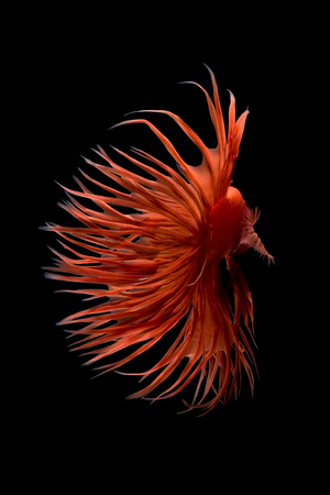 Abstract art movement of colourful Betta fish,Siamese fighting fish isolated on black background.Fine art design concept.の写真素材