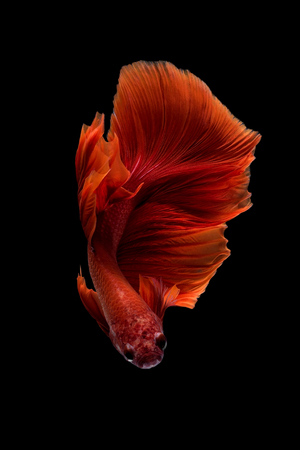 Close up art movement of Betta fish,Siamese fighting fish isolated on black background.Fine art design concept.の写真素材