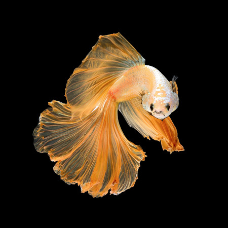 Close up art movement of Betta fish,Siamese fighting fish isolated on black background.Fine art design concept.の写真素材