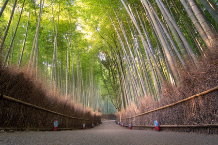 Beautiful nature bamboo forest in autumn season at Arashiyama in Kyoto, Japan.のeditorial素材