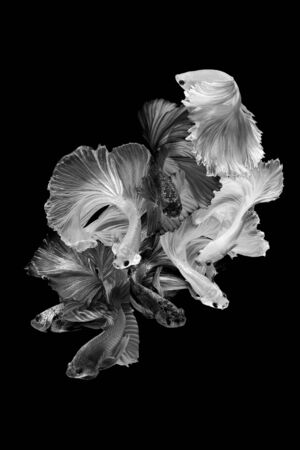 Close up art movement of Betta fish,Siamese fighting fish isolated on black background.Fine art design concept.の写真素材